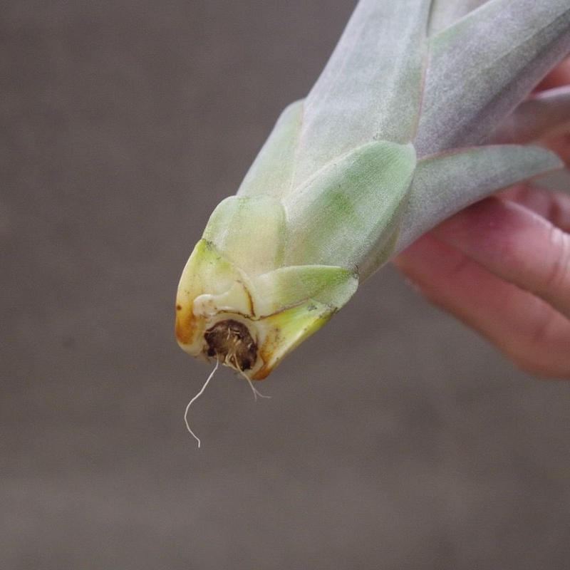 クールーラ 01号 コンコロール X フラベラータ 01号 Air Plants Te