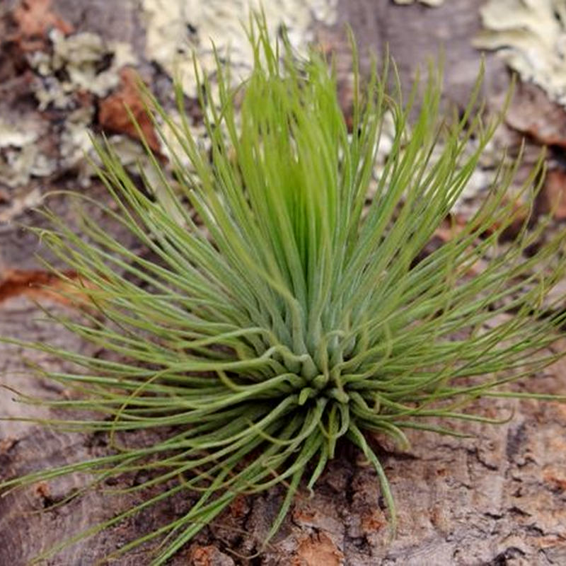 アンドレアナ Air Plants Tengu Do アンドレアナ Air Plants Tengu Do