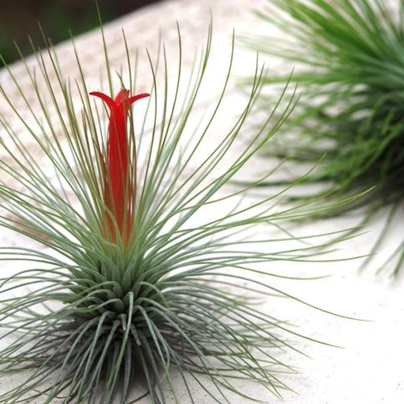 アンドレアナ Air Plants Tengu Do アンドレアナ Air Plants Tengu Do