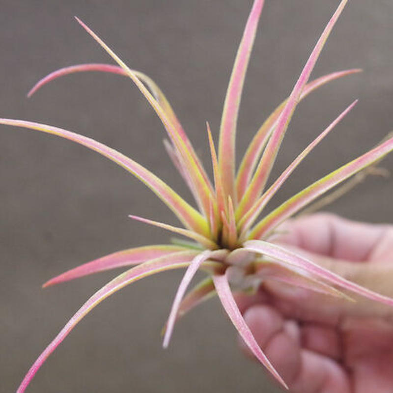 ヴィクトリア イオナンタ ブラキカウロス Sサイズ 07号 Air Plants Ten