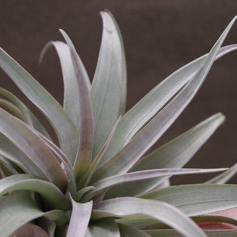 カピタータ イエロースター 19号 Air Plants Tengu Do