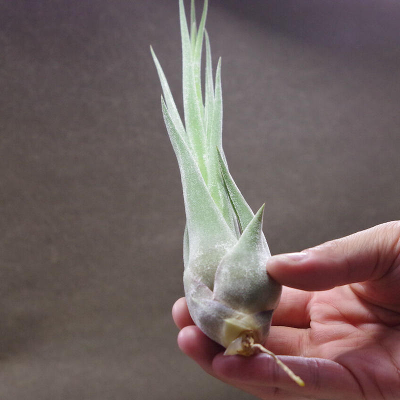 セレリアナ ストレプトフィラ 01号 Air Plants Tengu Do