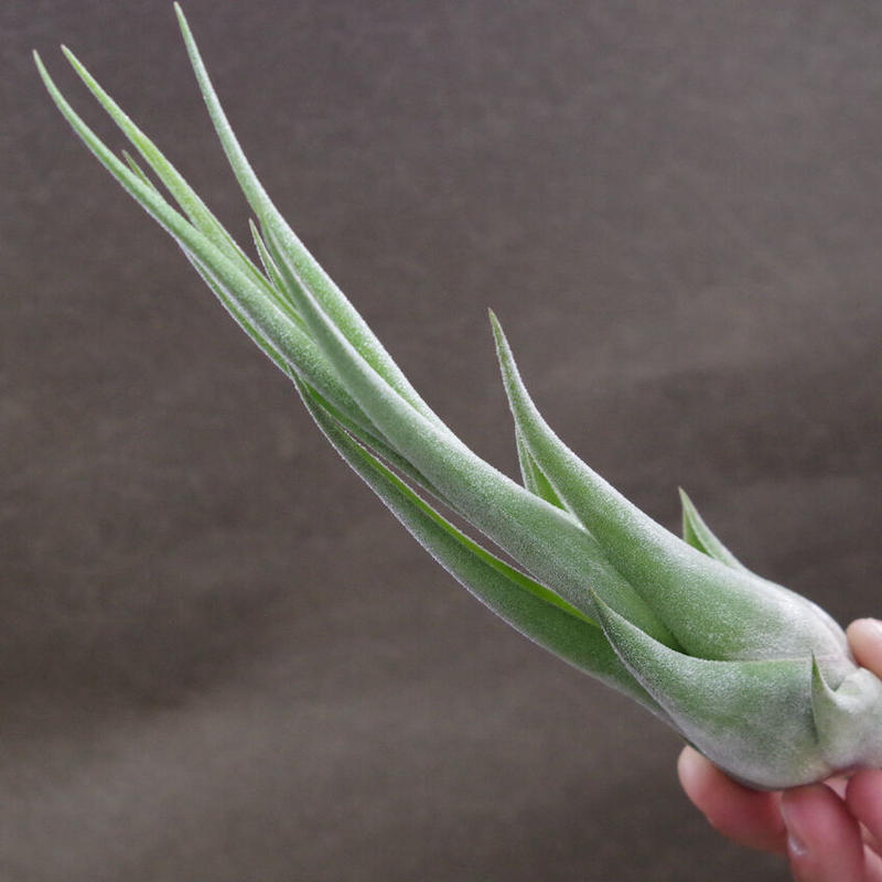 セレリアナ ストレプトフィラ 01号 Air Plants Tengu Do