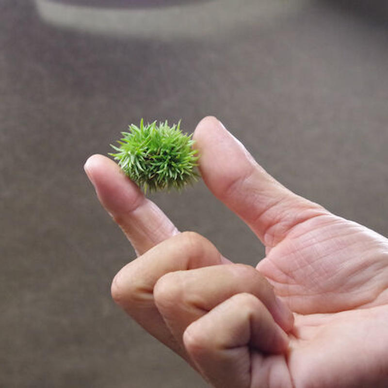 アエラントス テディベア 06号 Air Plants Tengu Do