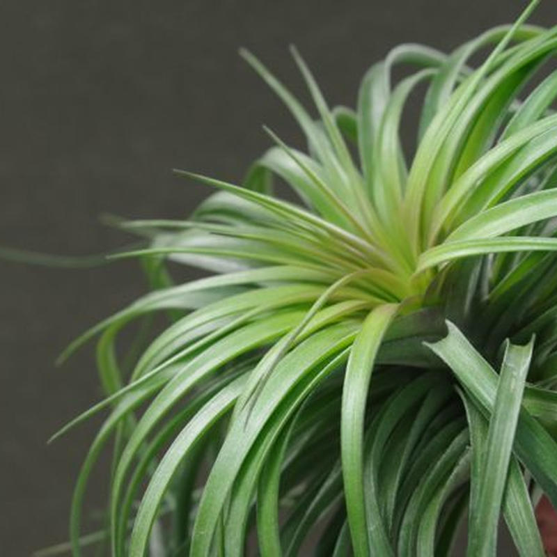 ストリクタ カズンイット 01号 Air Plants Tengu Do