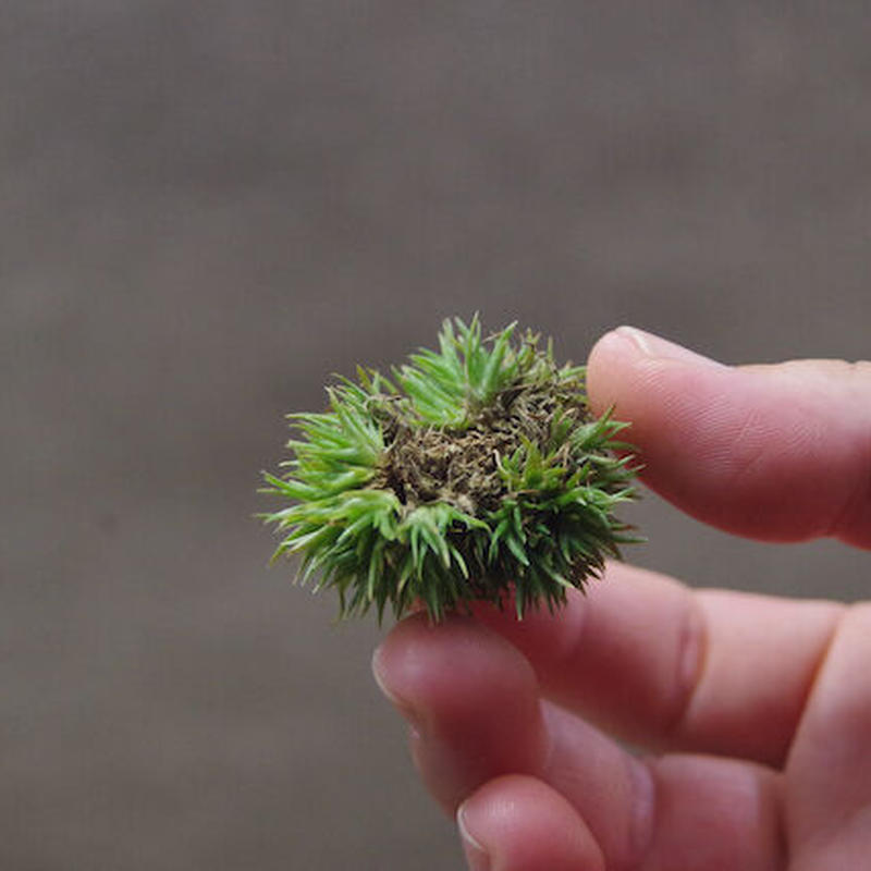 アエラントス テディベア 11号 Air Plants Tengu Do