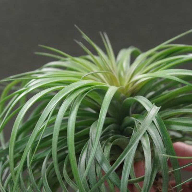 ストリクタ カズンイット 01号 Air Plants Tengu Do
