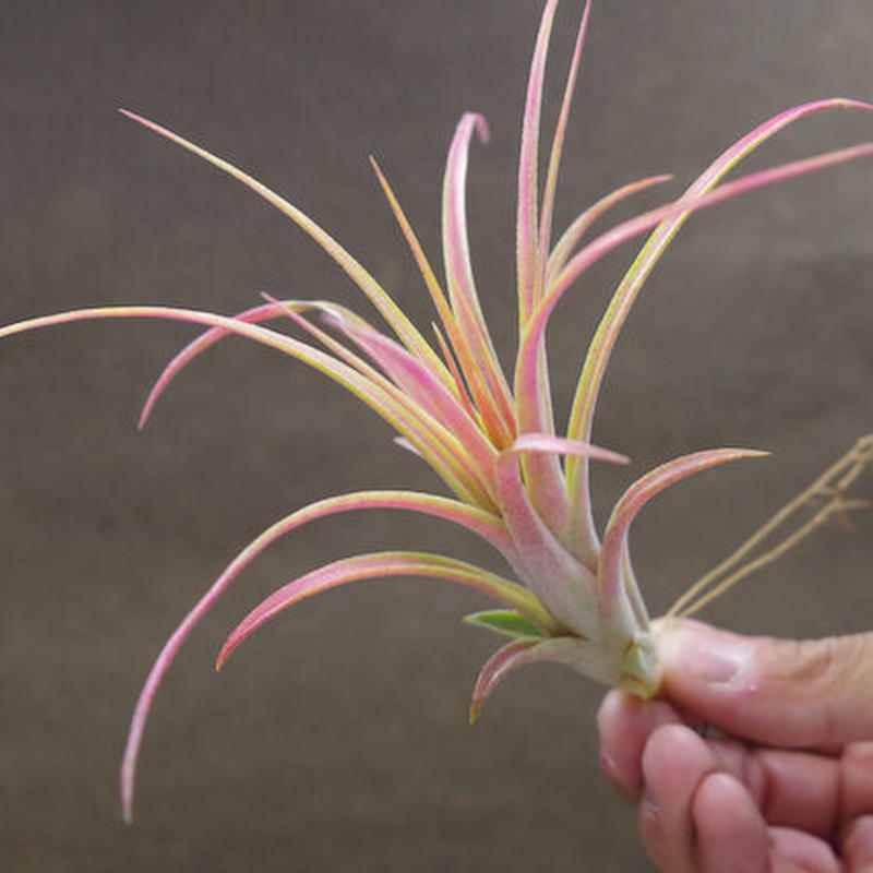 ヴィクトリア イオナンタ ブラキカウロス Sサイズ 07号 Air Plants Ten