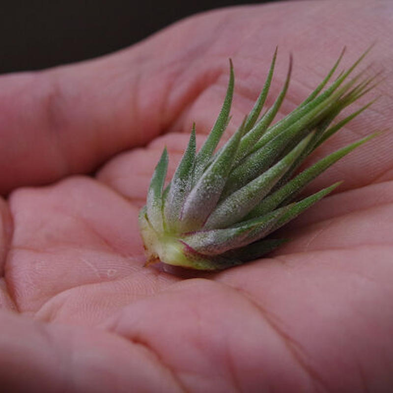 Tillandsia ionantha haselnuss kk 極上子株