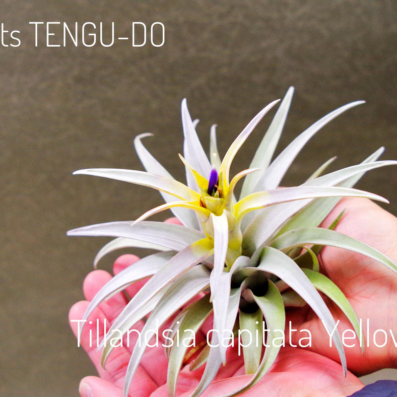 カピタータ イエロースター 19号 Air Plants Tengu Do カピタータ イエロースター 19号 Air Plants Tengu Do