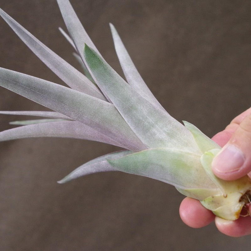 クールーラ 01号 コンコロール X フラベラータ 01号 Air Plants Te