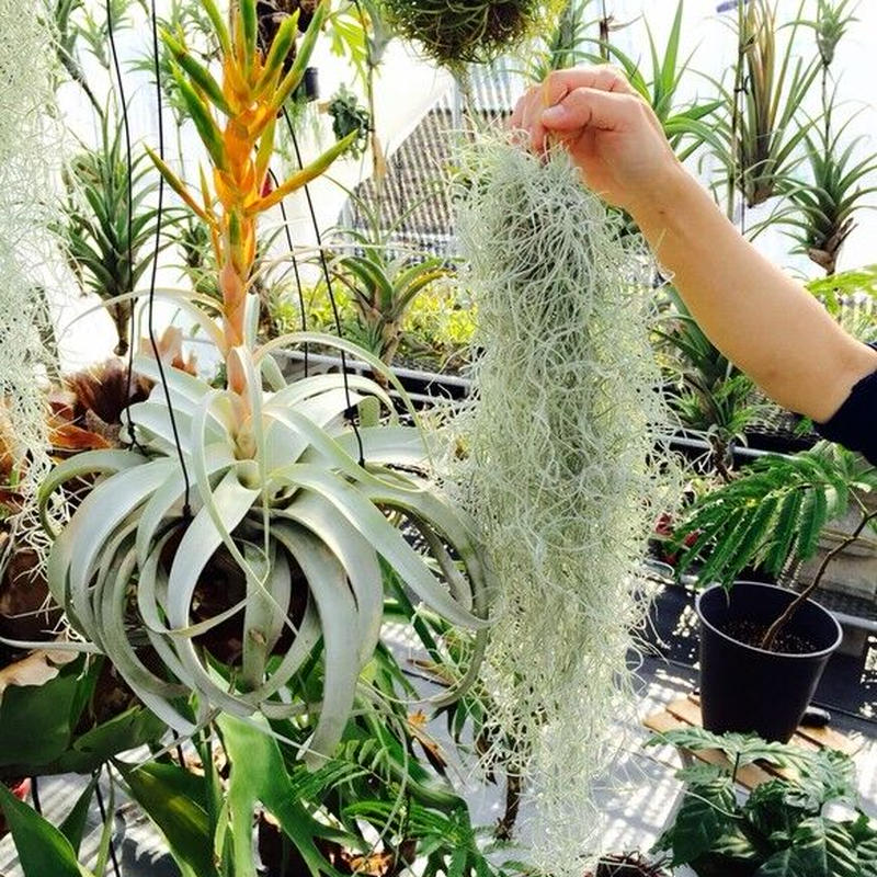 ウスネオイデス スパニッシュモス Air Plants Tengu Do