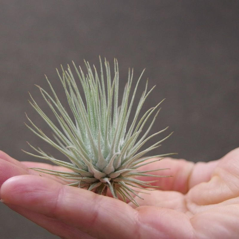 フックシー フックシー Air Plants Tengu Do フックシー フックシー Air Plants Tengu Do