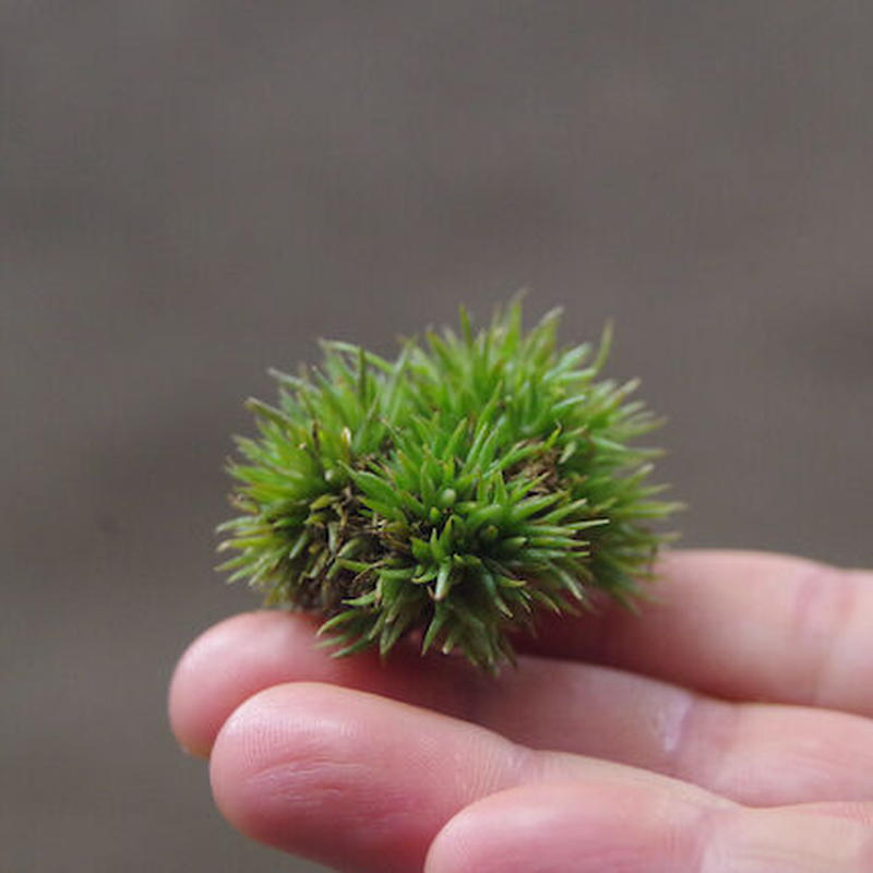 アエラントス テディベア 11号 Air Plants Tengu Do