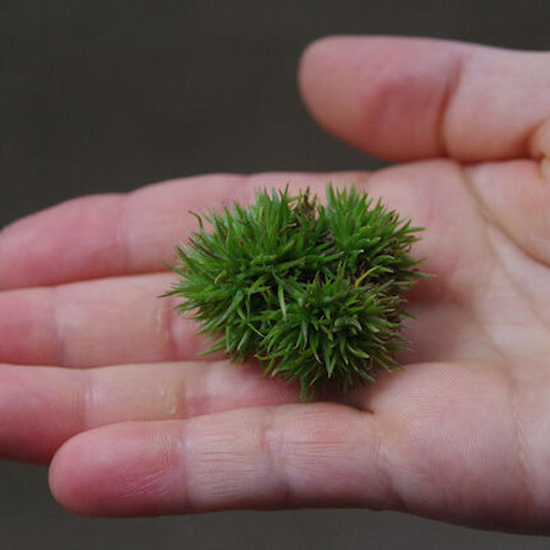 アエラントス テディベア 11号 Air Plants Tengu Do