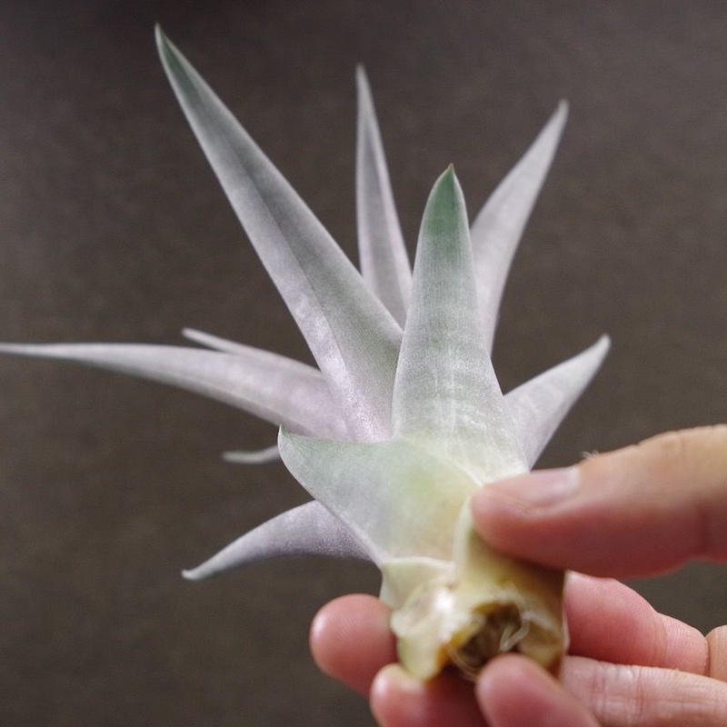 クールーラ 01号 コンコロール X フラベラータ 01号 Air Plants Te