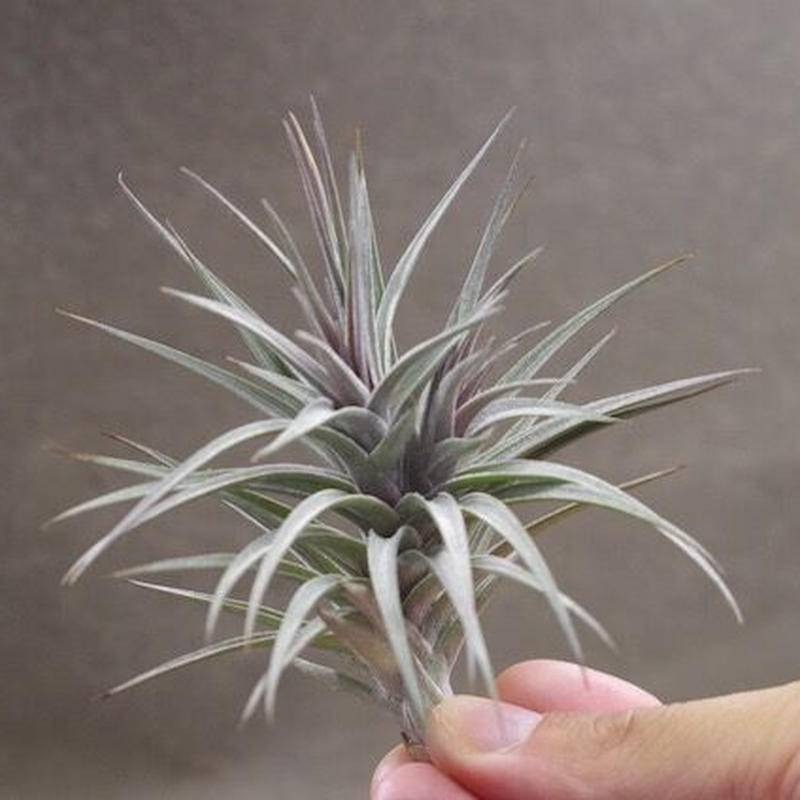 アエラントス ニグラ 01号 Air Plants Tengu Do