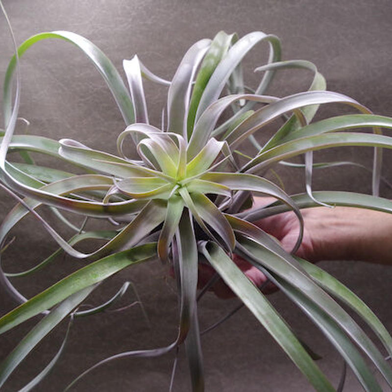 ブラキカウロス キセログラフィカ Xl 12号 Air Plants Tengu Do