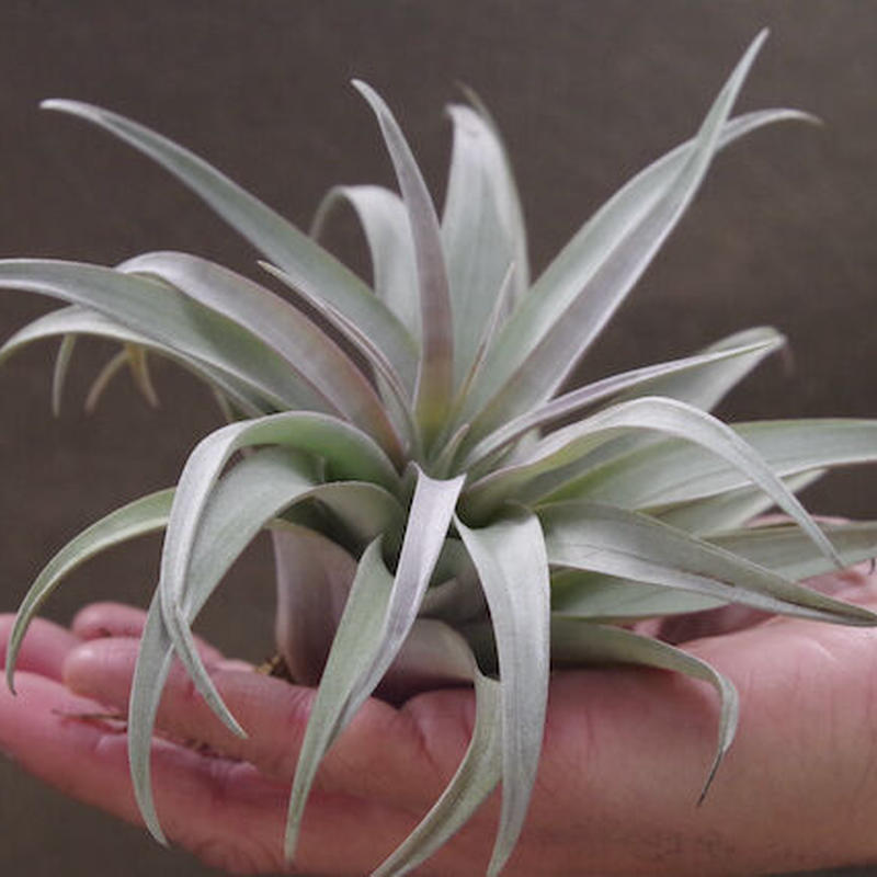 カピタータ イエロースター 19号 Air Plants Tengu Do