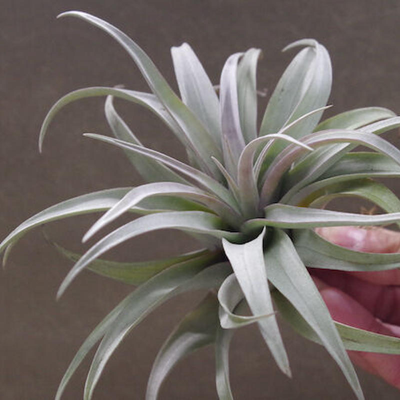 カピタータ イエロースター 19号 Air Plants Tengu Do