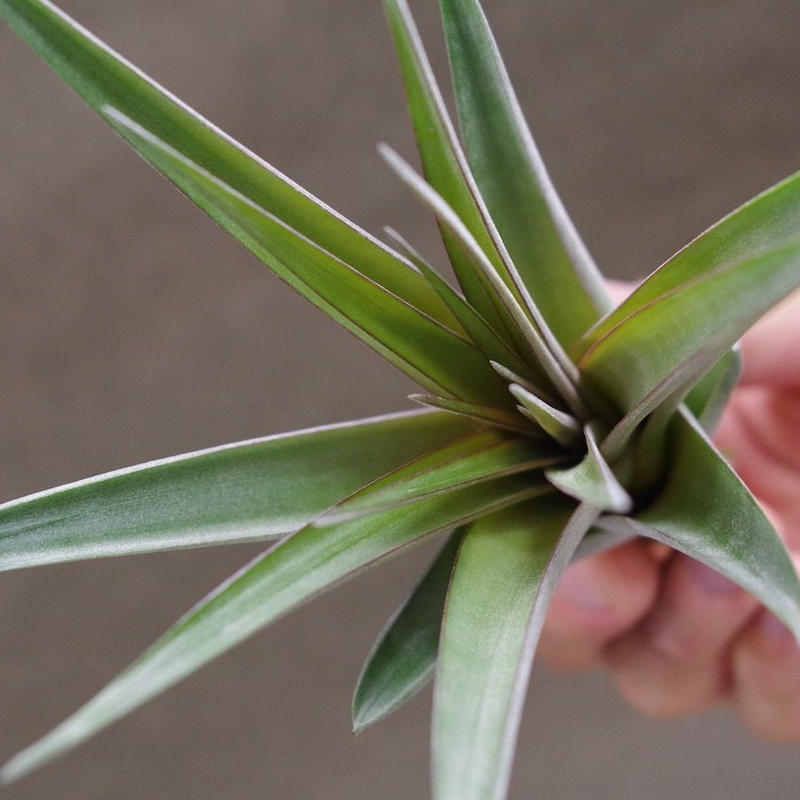 クールーラ 01号 コンコロール X フラベラータ 01号 Air Plants Te
