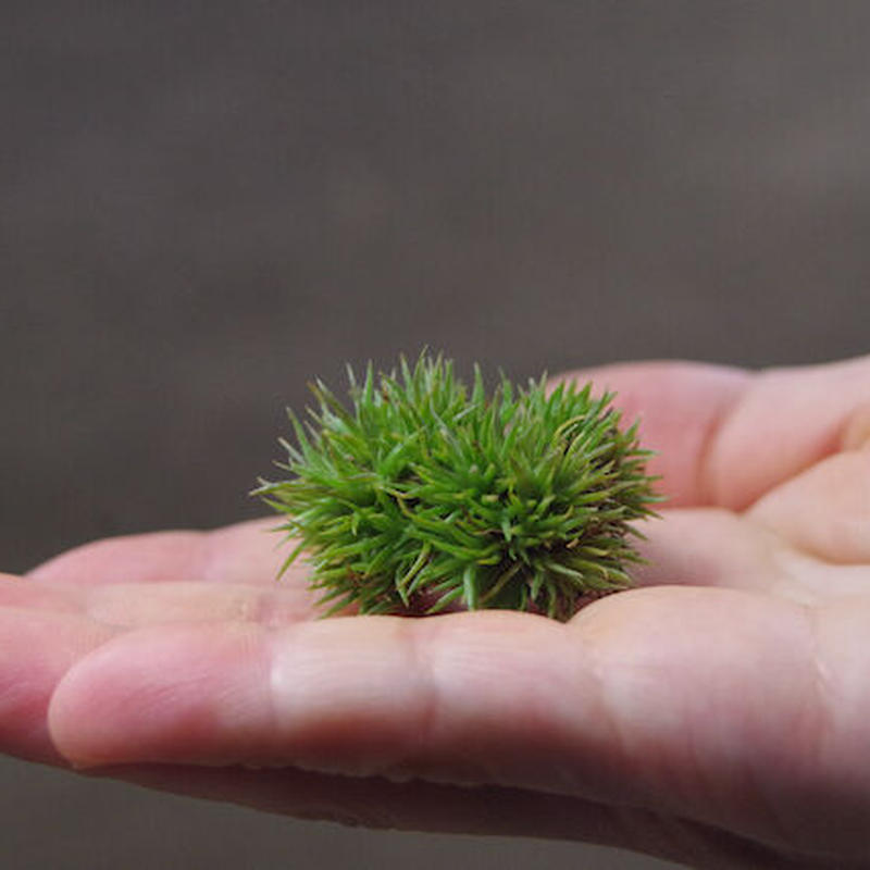 アエラントス テディベア 11号 Air Plants Tengu Do