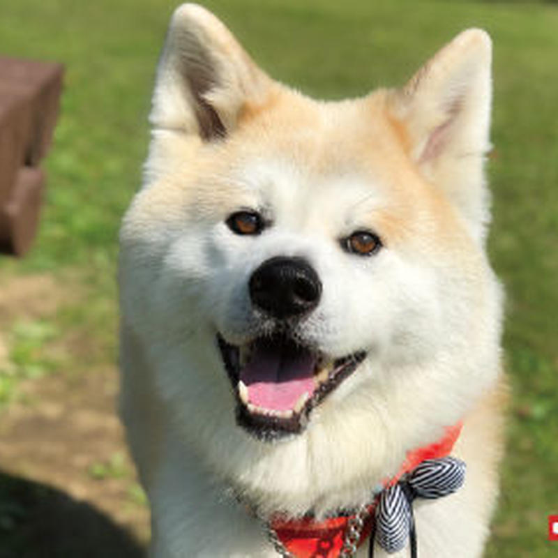 秋田犬パティ ポストカード3点セット 東急ハンズ池袋店販売記念品 秋田犬パティ ファンショップ