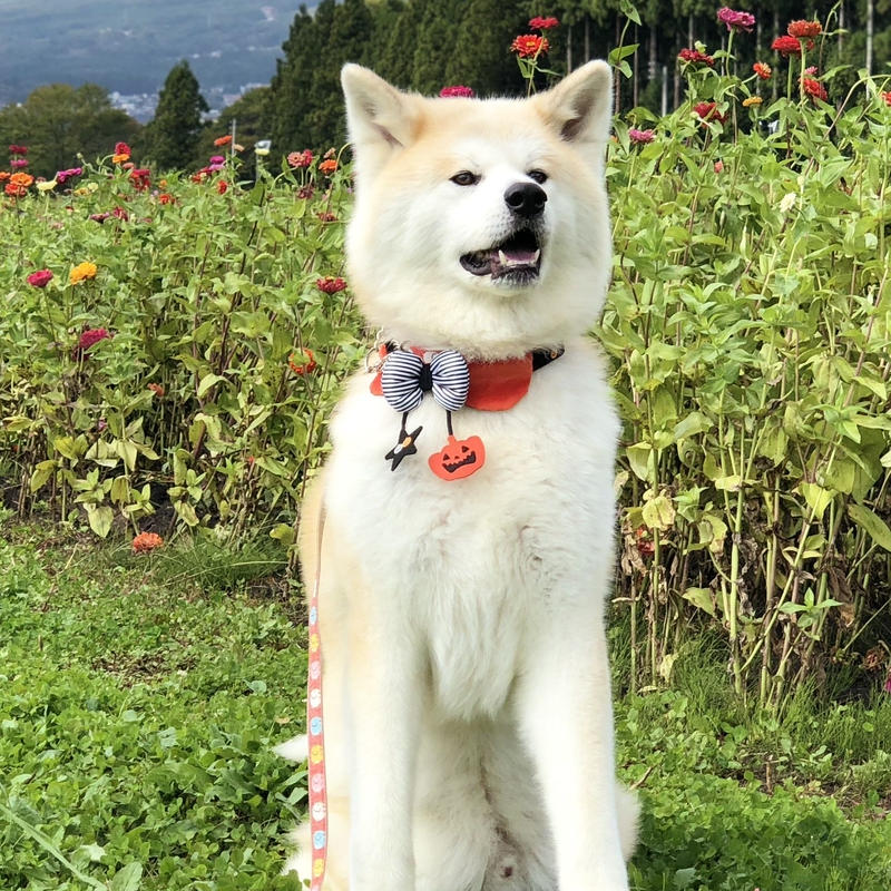 秋田犬パティ ポストカード3点セット 東急ハンズ池袋店販売記念品 秋田犬パティ ファンショップ