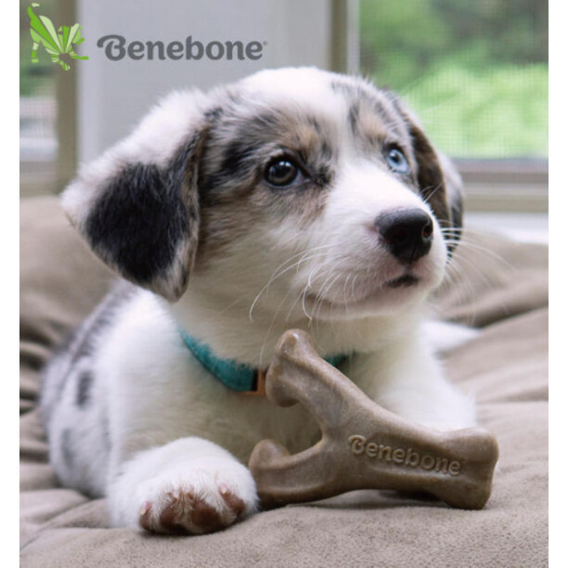 ベネボーン国内正規品 パピー 仔犬用 ウィッシュボーン ベーコン オー ベネボーン国内正規品 パピー 仔犬用 ウィッシュボーン ベーコン オー