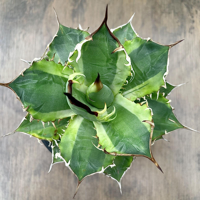 アガベ チタノタ 斑入り Another Country