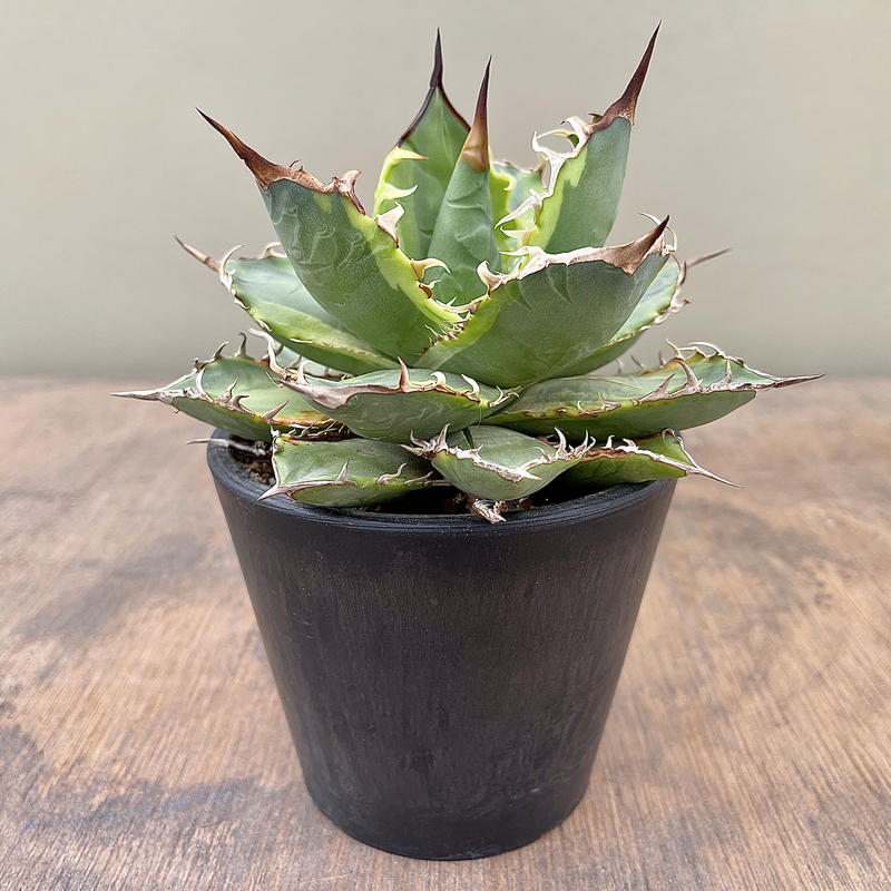 アガベ チタノタ 斑入り Another Country