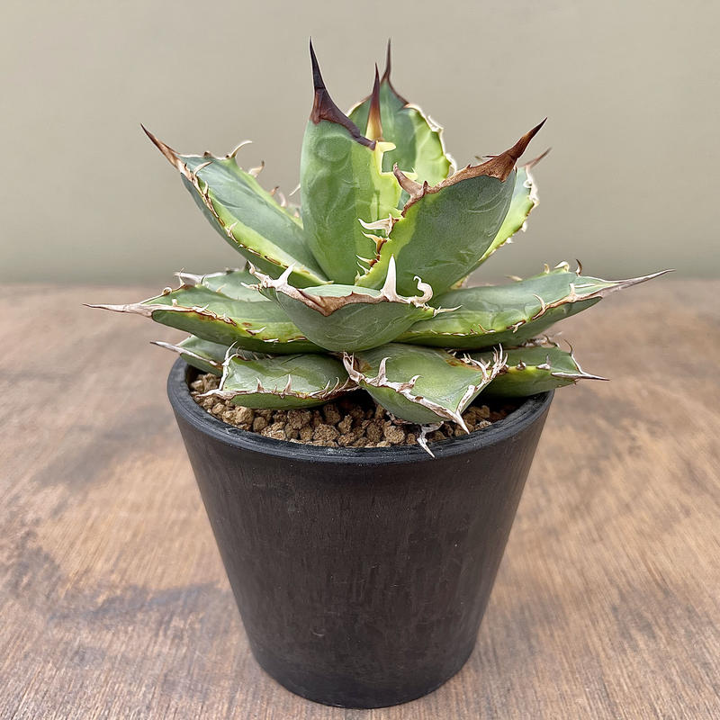 アガベ チタノタ 斑入り Another Country