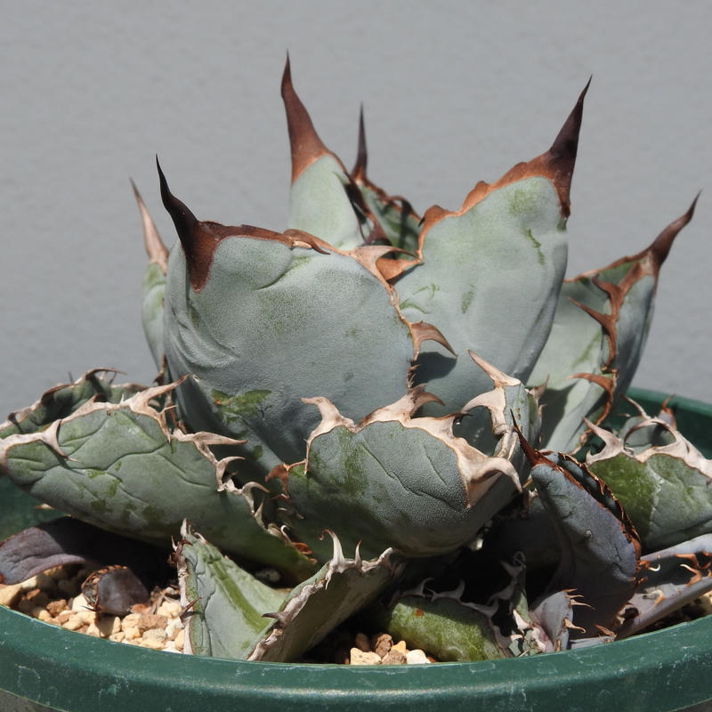 新着 アガベ チタノタ ブラックブルー子株2 カッコ良すぎ人気品種 青坊主 Aobouzu