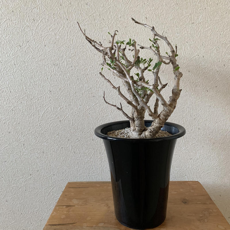 センナ メリディオナリス 盆栽的に育てれる圧倒的な存在感 青坊主 Aobouzu