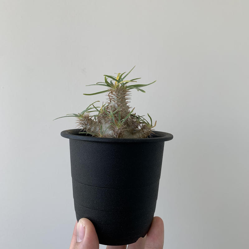 多頭でカッコ良し これからが楽しみなパキポディウムグラキリス実生５ 青坊主 Aobouzu