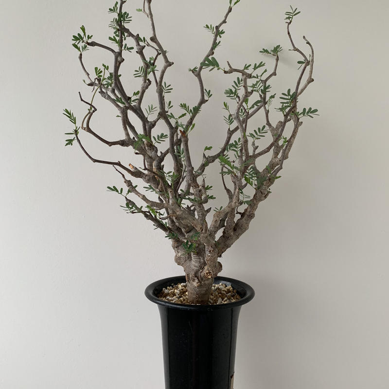 センナ メリディオナリス1 最高の樹形 圧倒的な芽吹き 青坊主 Aobouzu