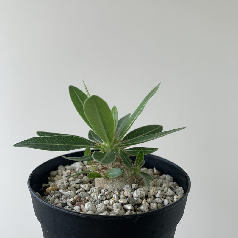 パキポディウムマカイエンセ２ 成長点たくさん有望株 青坊主 Aobouzu