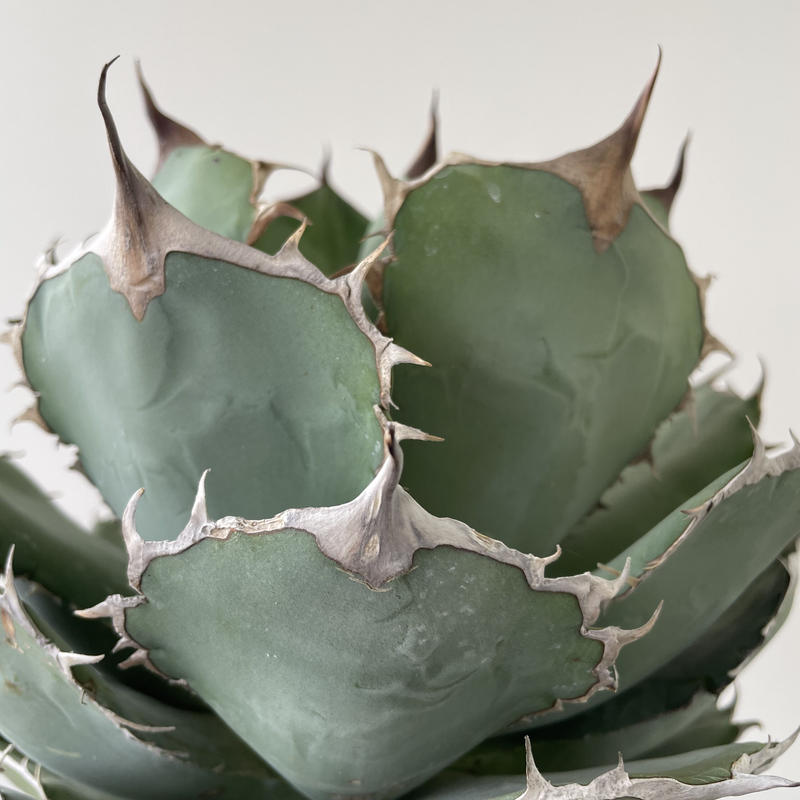 Agave titanota 'Panda' 熊猫 1 【大株でしっかりカッコ良い】アガベ ...