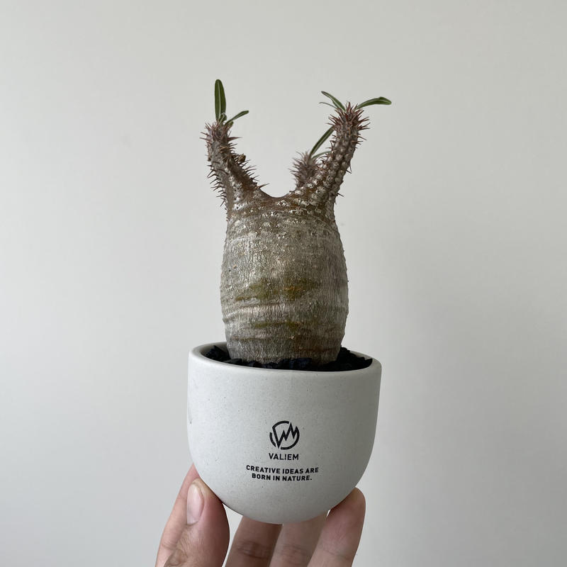 パキポディウム グラキリス　バリエム鉢 グラキリス VALIEMバリエム鉢付 まん丸 【公式通販】