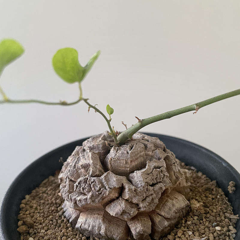 新着 Dioscorea Elephantipes バッキバキの超良型 ディオスコレアエレフ