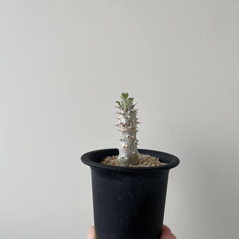 出産祝い パキポディウム タッキー 希少 チヂレ葉 植物/観葉植物