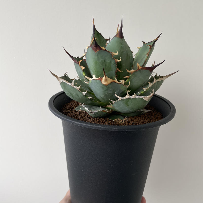 アガベ チタノタ ナンバー1 錦 大株