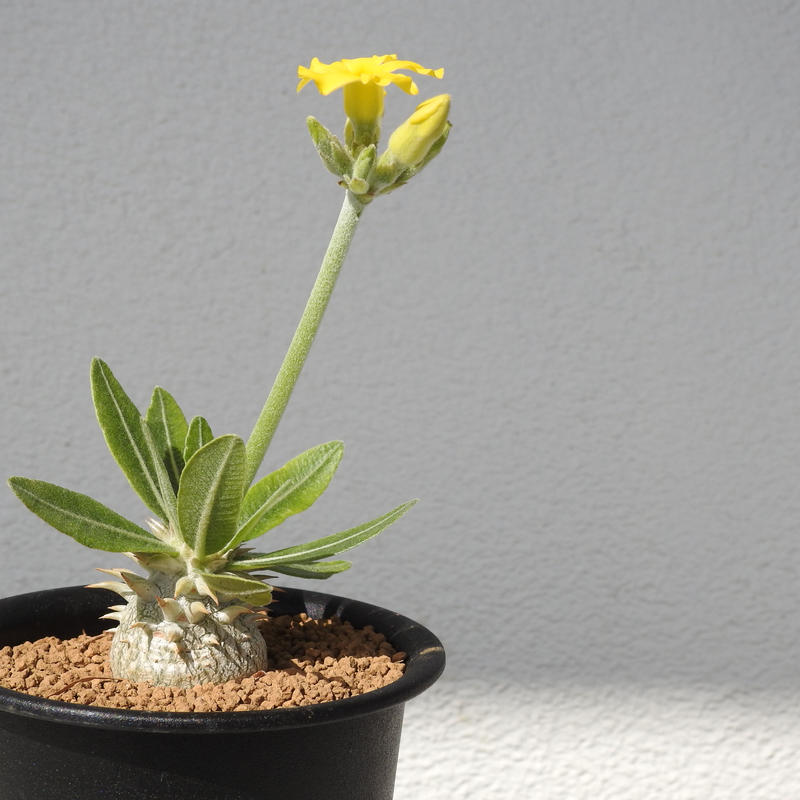 新着 Pachypodium Densicaule 恵比寿大黒 中型 黄色の花が可愛い