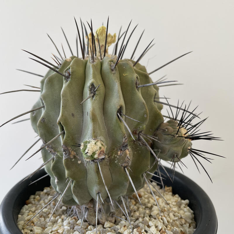 コピアポア　デアルバータ　黒士冠　現地球　カキコ　未発根 コピアポア デアルバータ 黒士冠 現地球 カキコ 未発根 コピアポア 黒