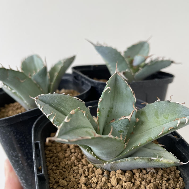 Agave Titanota White Ice【上品な選抜種の子株をランダム配送 ...