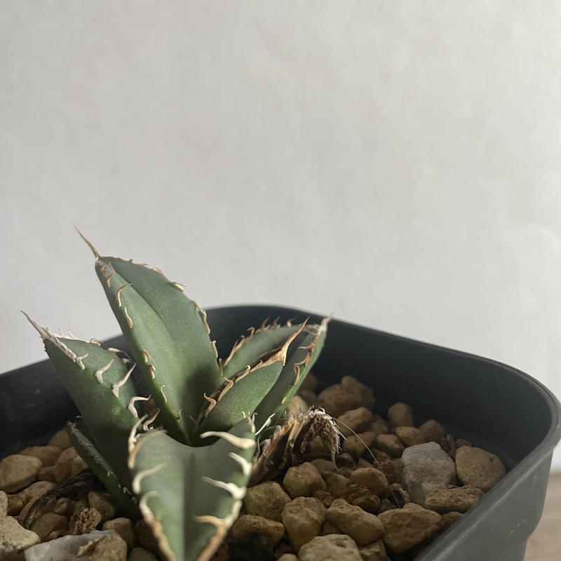 新着】Agave titanota 狼牙 Special clone 【日本産アガベの激レア 新着】Agave titanota 狼牙 Special clone 【日本産アガベの激レア