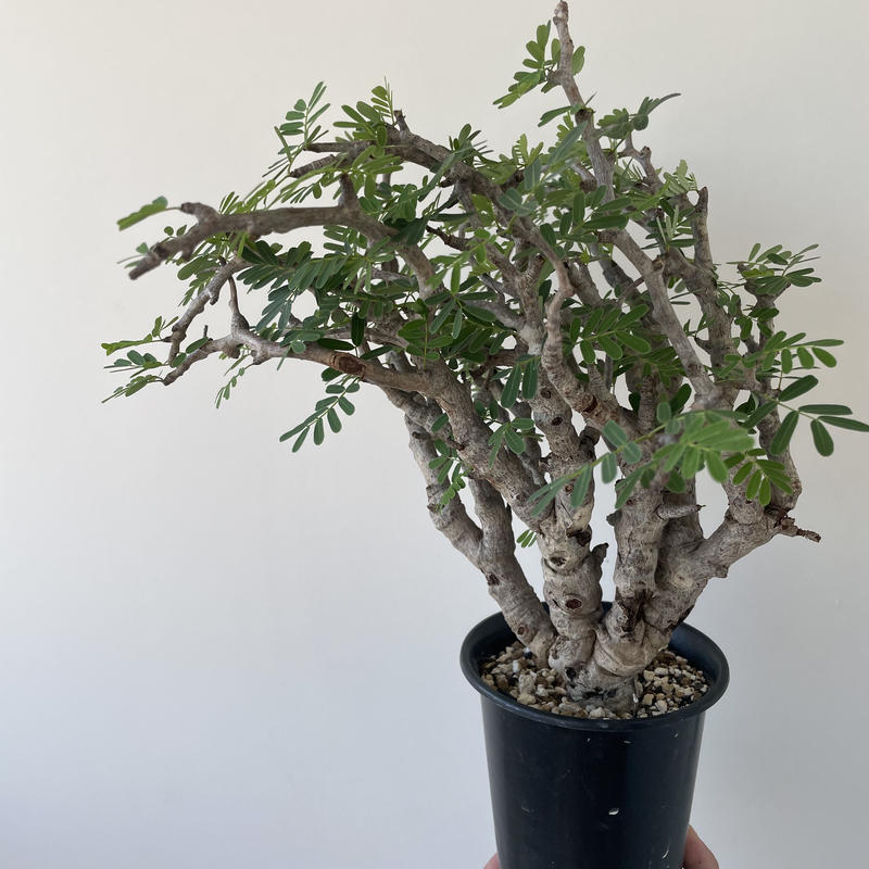 ②超希少！タイ実生 センナメリディオナリス 発根済・鉢付き発送｜美株 人気希少種 美株 現地球 発根済 センナ メリディオナリス ①超希少