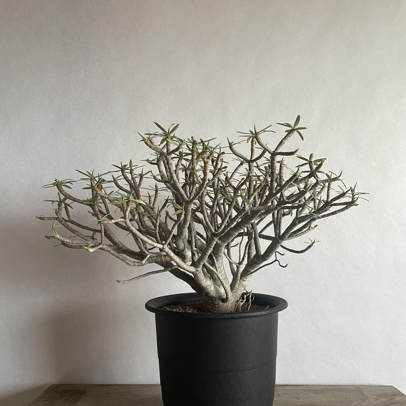 ユーフォルビア バルサミフェラ Euphorbia 美株