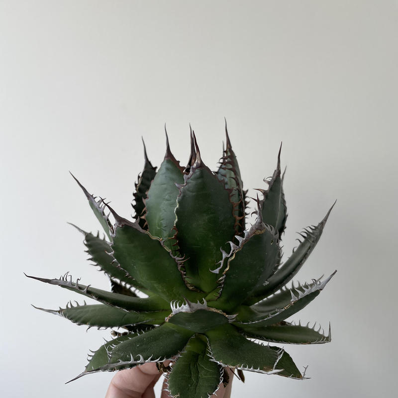 極上逸品】Agave horrida special 1 カリフォルニア スーパークローン...