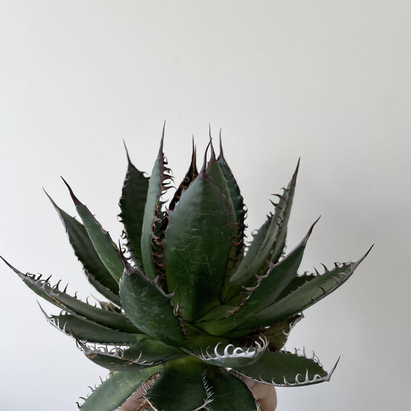 極上逸品】Agave horrida special 2 カリフォルニア スーパークローン...
